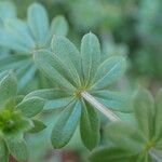 Galium mollugo Blatt