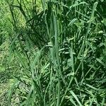 Dactylis glomerata Folha