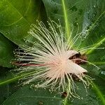 Barringtonia racemosa Flor