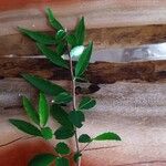 Azara lanceolata Leaf