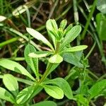 Galium aparine आदत