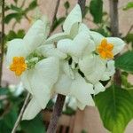 Mussaenda philippica Blüte