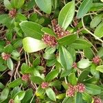 Skimmia japonica Flors