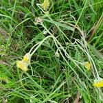 Helichrysum odoratissimum Natur