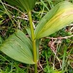 Veratrum album बार्क (छाल)