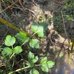 Ranunculus multifidus Hoja