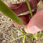 Urochloa eminii Blad