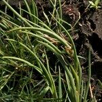 Juncus heterophyllus Habitat