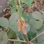 Crotalaria pallida Fruto