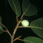 Ficus gomelleira Plod