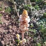 Orobanche crenata Blüte