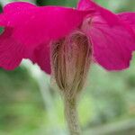Silene coronaria Fleur