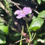 Hesperis matronalis Flower