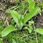 Symphytum caucasicum Blad