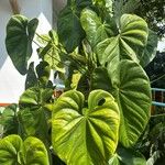 Anthurium faustomirandae Yaprak
