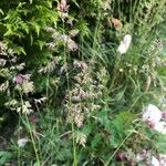 Poa pratensis Bleunienn