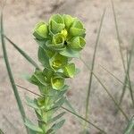 Euphorbia paralias Folha