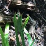 Iris douglasiana Ovoce