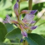 Glycyrrhiza glabra Flor