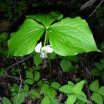 Trillium cernuum Staniste