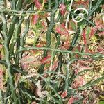 Euphorbia tithymaloides Blatt