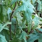 Echinops bannaticus Likasa
