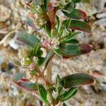 Polygonum cognatum Квітка