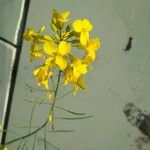 Brassica napusFlower