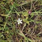 Sagina nodosa Flower