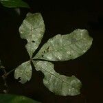 Pachira dolichocalyx Leaf