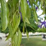 Bolusanthus speciosus 叶