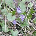 Glechoma hederacea Květ