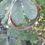 Calliandra tergemina ফল