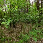 Sambucus nigra Habitatea