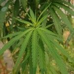 Cannabis sativa List