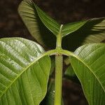 Couma macrocarpa Leaf