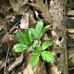 Panax quinquefolius Blad