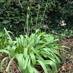 Allium nigrum ശീലം