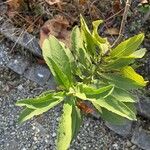Salvia somalensis Hoja
