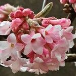 Viburnum × bodnantense Žiedas