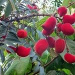 Cnestis ferruginea Fruit