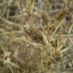 Crypsis schoenoides Fruit