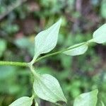 Moehringia trinervia Leaf