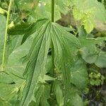 Aconitum columbianum Hoja