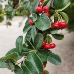 Pyracantha koidzumii Fruit