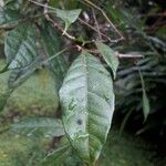 Quassia amara Hoja