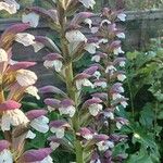 Acanthus hungaricusപുഷ്പം