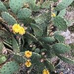 Opuntia macrorhiza List