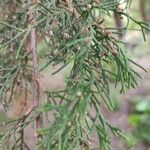Juniperus turbinata Blodyn
