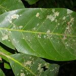 Pouteria trilocularis List